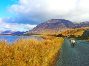 immagine per Tour Irlanda Ovest