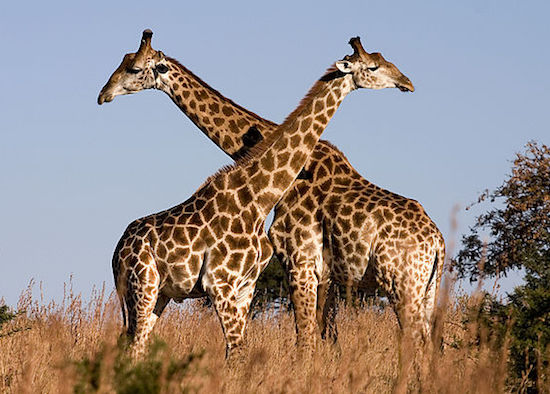 immagine per Senegal