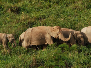 immagine per Thailandia Eco Elephant Experience