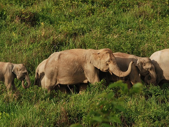 immagine per Thailandia Eco Elephant Experience